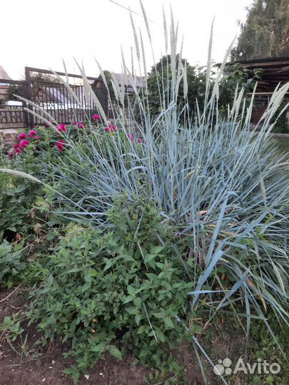 Осока голубая