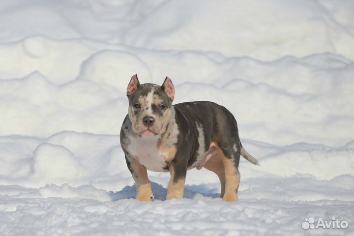 Американский булли покет мальчик
