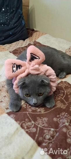 Котики бесплатно в добрые руки