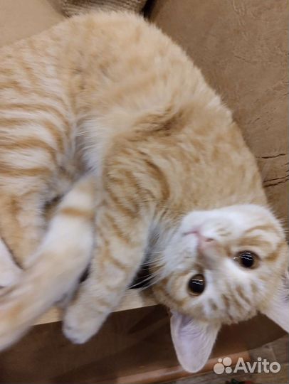 Безумно ласковый кот ищет дом