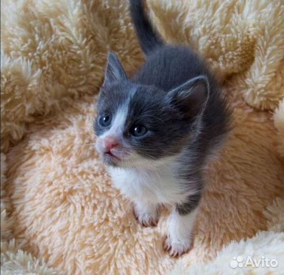 Котята малыши мальчики