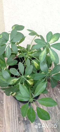 Цветок шефлера