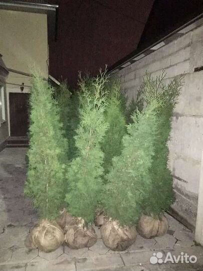 Туя,ель,елка,береза,липа итд