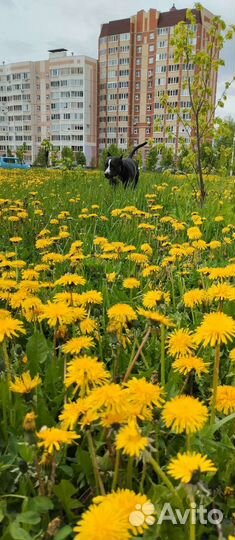 Питбультерьер