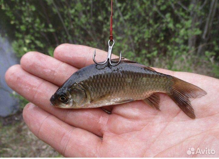 Живец для рыбалки