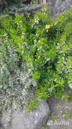 Ландшафтный дизайн -Бересклеты. Ромашки