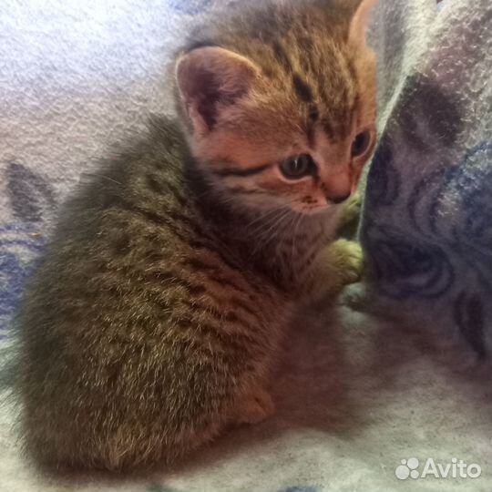 Британская