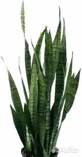 Сансевиерия классика, высокая, ханни, с каймой