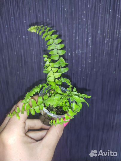 Нефролепис Блю Белл