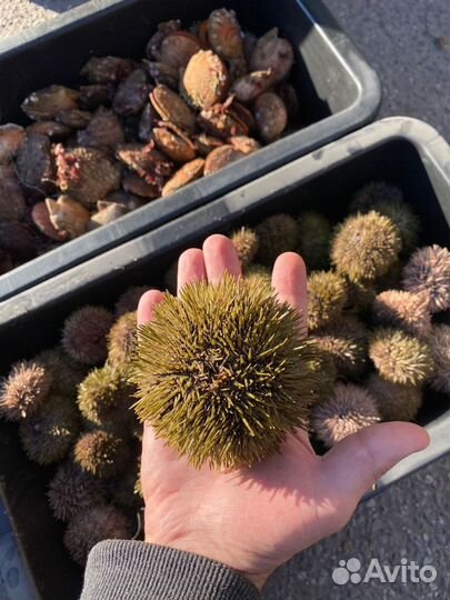 Морские ежи живые, гребешки, мидии и т.д