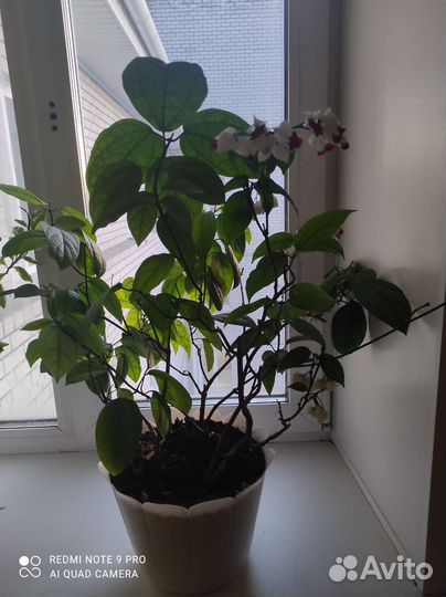 Клеродендрум томпсон