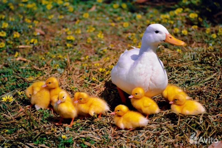 Утки суточные Старт 53