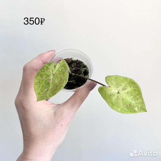 Каладиум Мисс Маффет