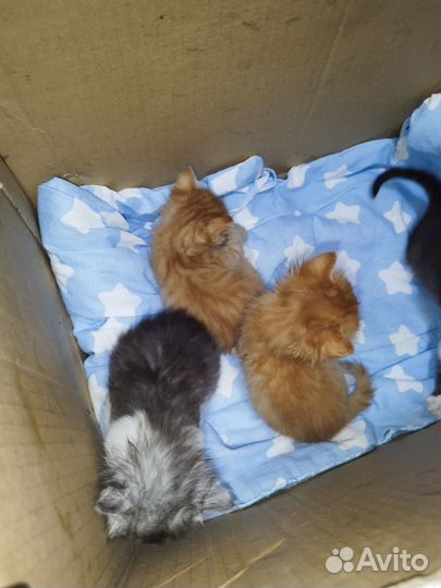 Котята в добрые руки
