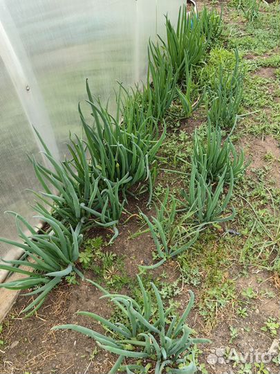 Лук зеленый