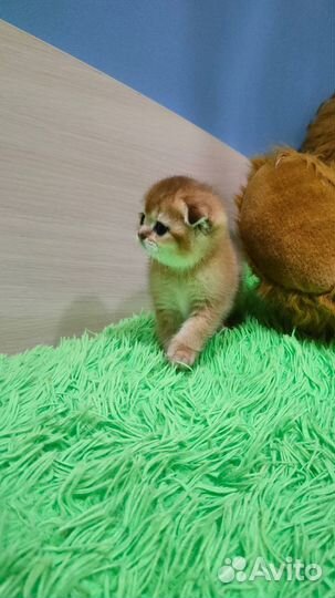 Золотые котята