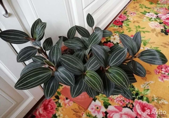 Драгоценная орхидея лудизия. Пион древовидный