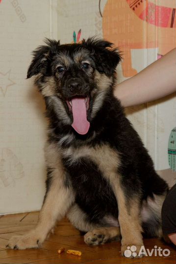 Щенок в добрые руки