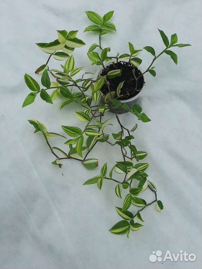 Традесканция. Разные сорта