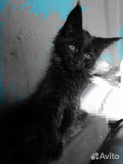 Котята мейн-кун