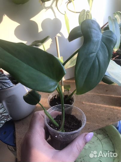 Филодендрон