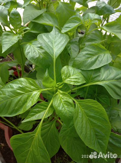 Рассада помидор и перца