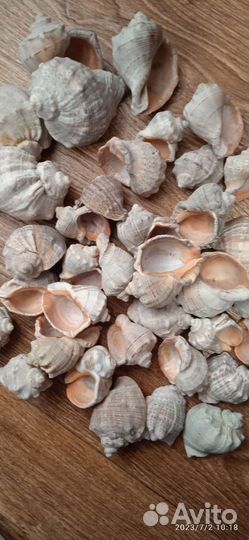 Гуппи, ракушки