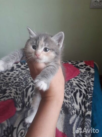 Котята