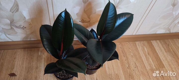 Фикус Абиджан