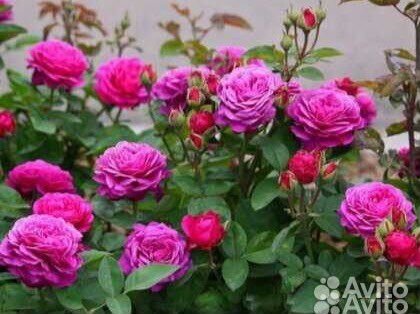 Роза чайно-гибридная Биг Перпл/Big Purple