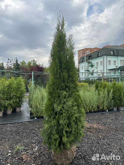 Туя Cмарагд