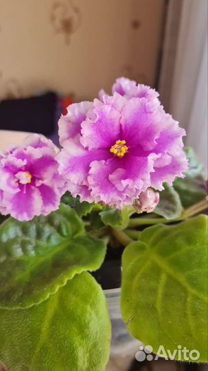 Комнатные цветы