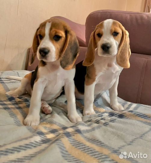 Щенки бигль