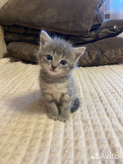 Отдам котёнка (девочка) в хорошие руки