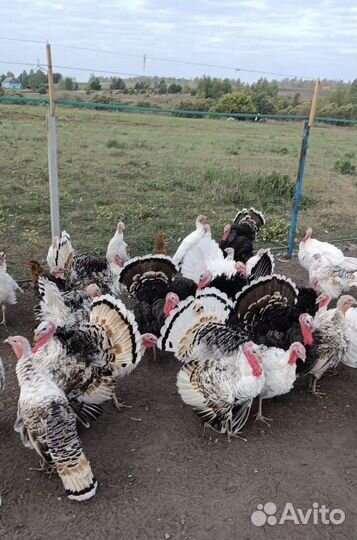 Индюшки и индюки