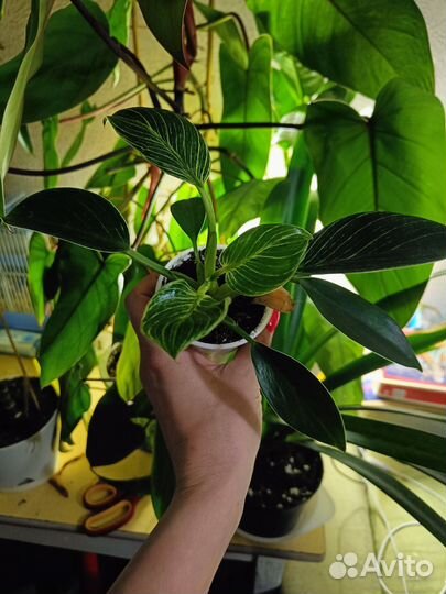 Филодендрон биркин