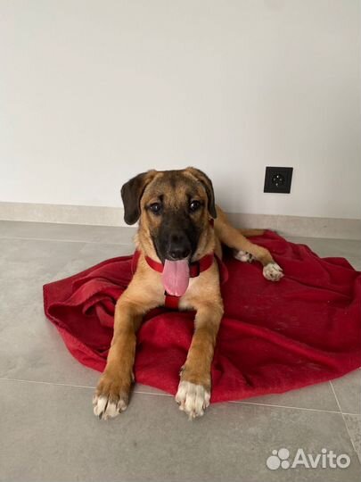 Собака в добрые руки