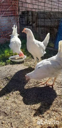 Коралл молодка