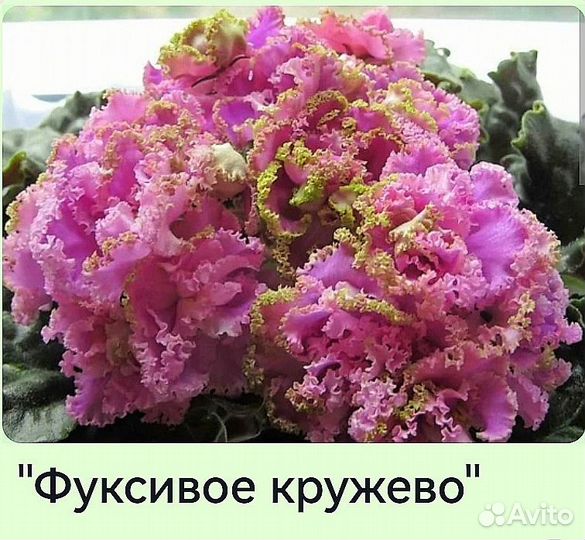 Фиалки сортовые, детки, черенки