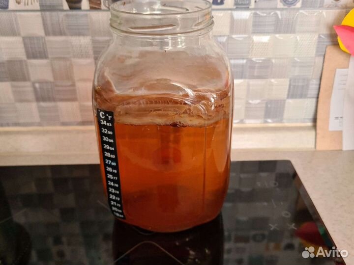 Комбуча (чайный гриб)