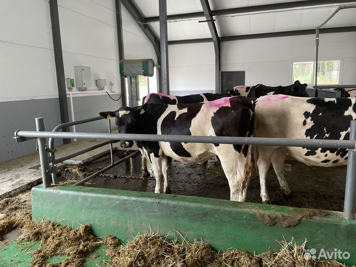 Нетели Телки молочные племенные