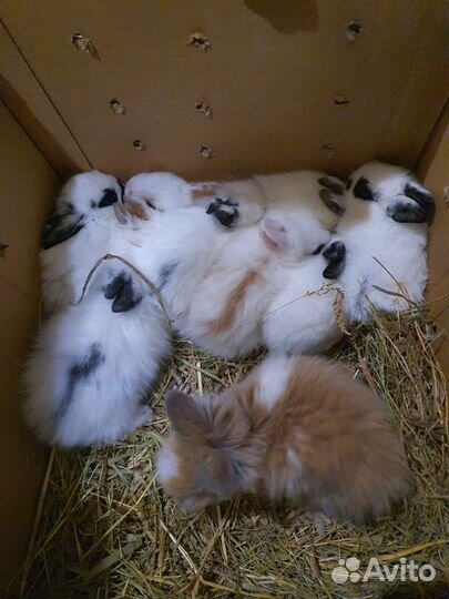 Мини кролики оптом