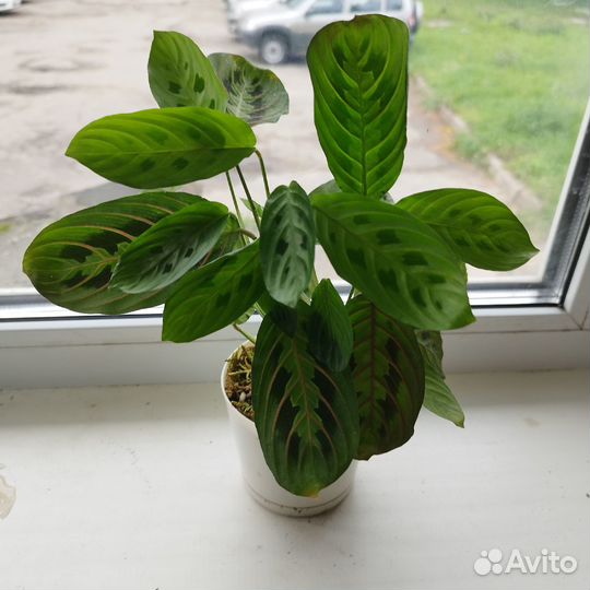 Маранта триколор