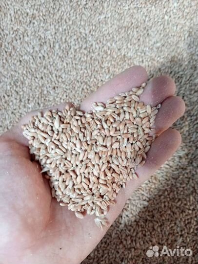 Зерно пшеница