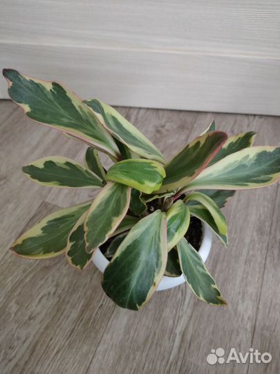 Хамедорея Пеперомия Замиокулькас Кротон Фикус и др