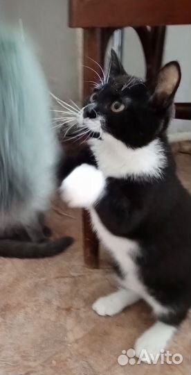 Коты,кошки, котята