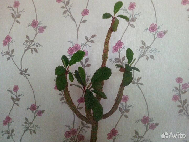 Молочай беложилковый