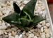 Ariocarpus trigonus - Ариокарпус треугольный