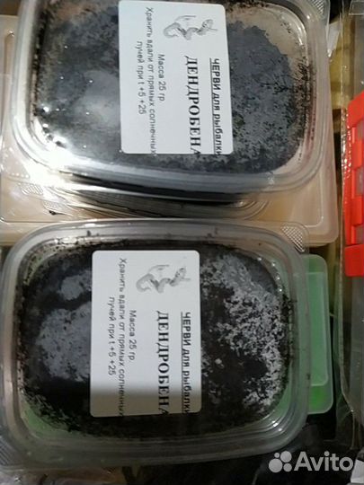 Черви Дендробена