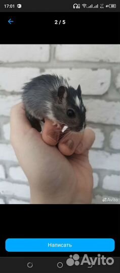 Мышки песчанки